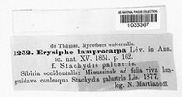 Erysiphe lamprocarpa image